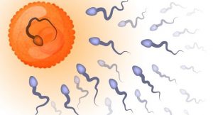 Male infertility is commonly treated by IVF process