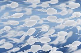 Sperm DNA Fragmentations