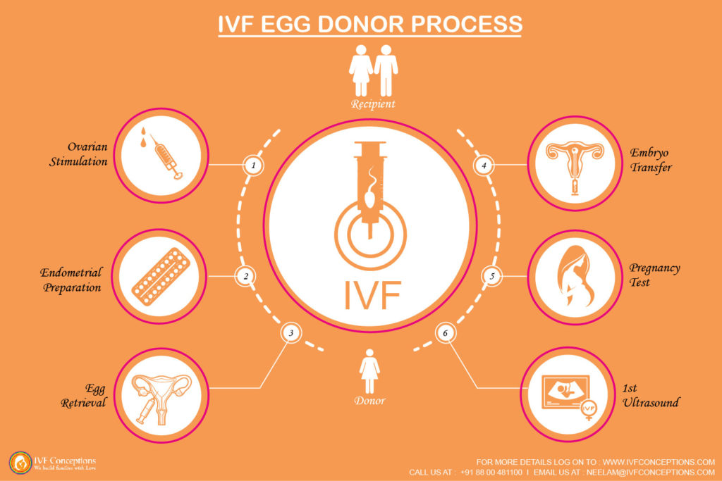 donor egg ivf