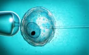 IVF treatments with egg donor