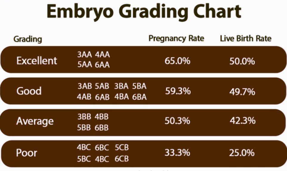 Embryo grading chart