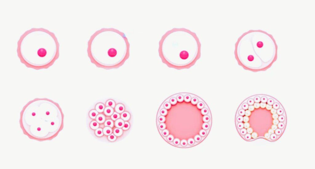 Blastocyst morphology 