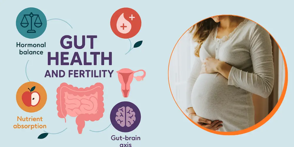 Gut health and fertility